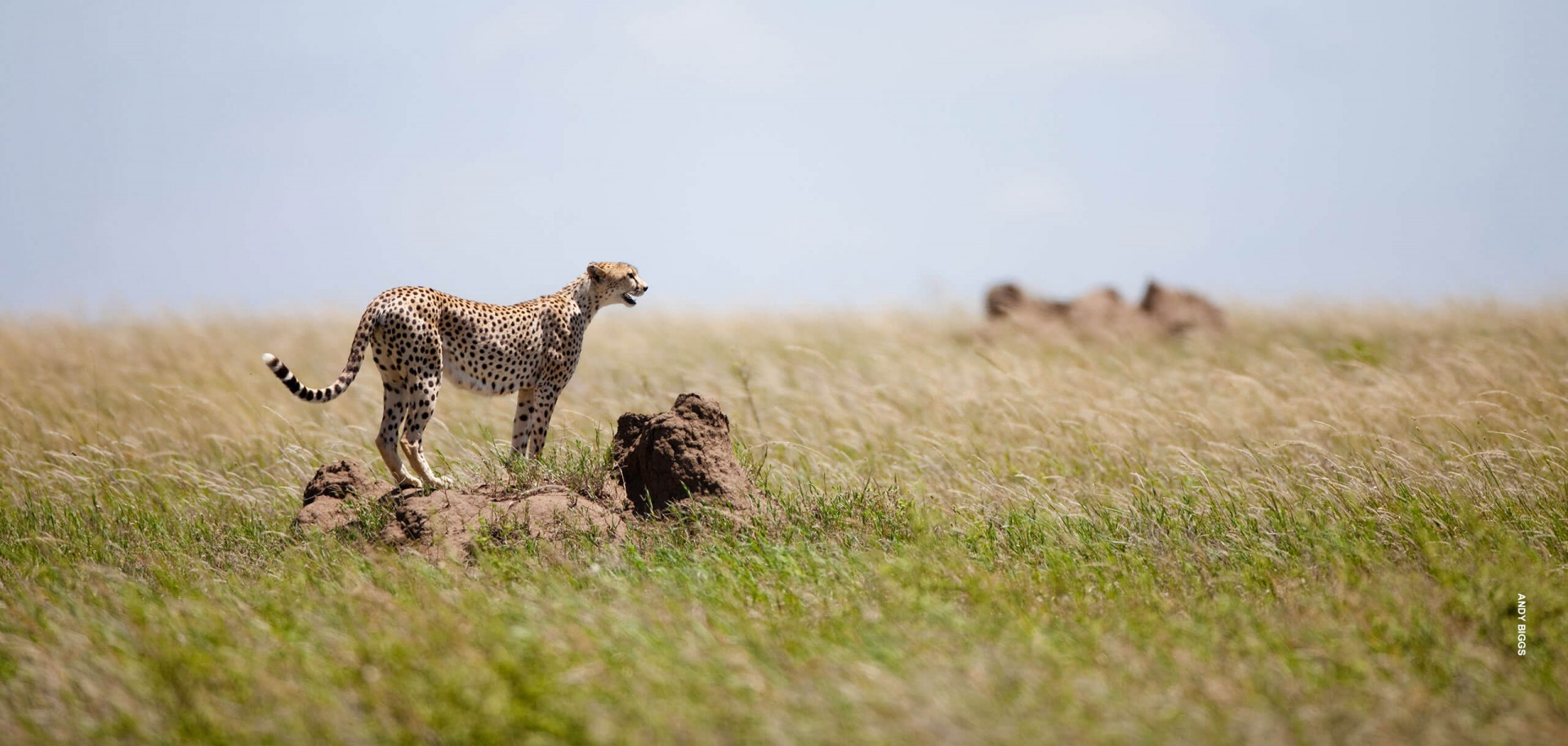 Serengeti Banner