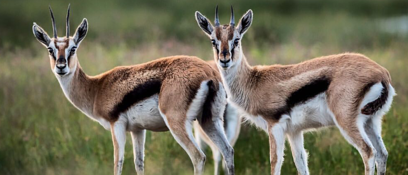 Serengeti Banner