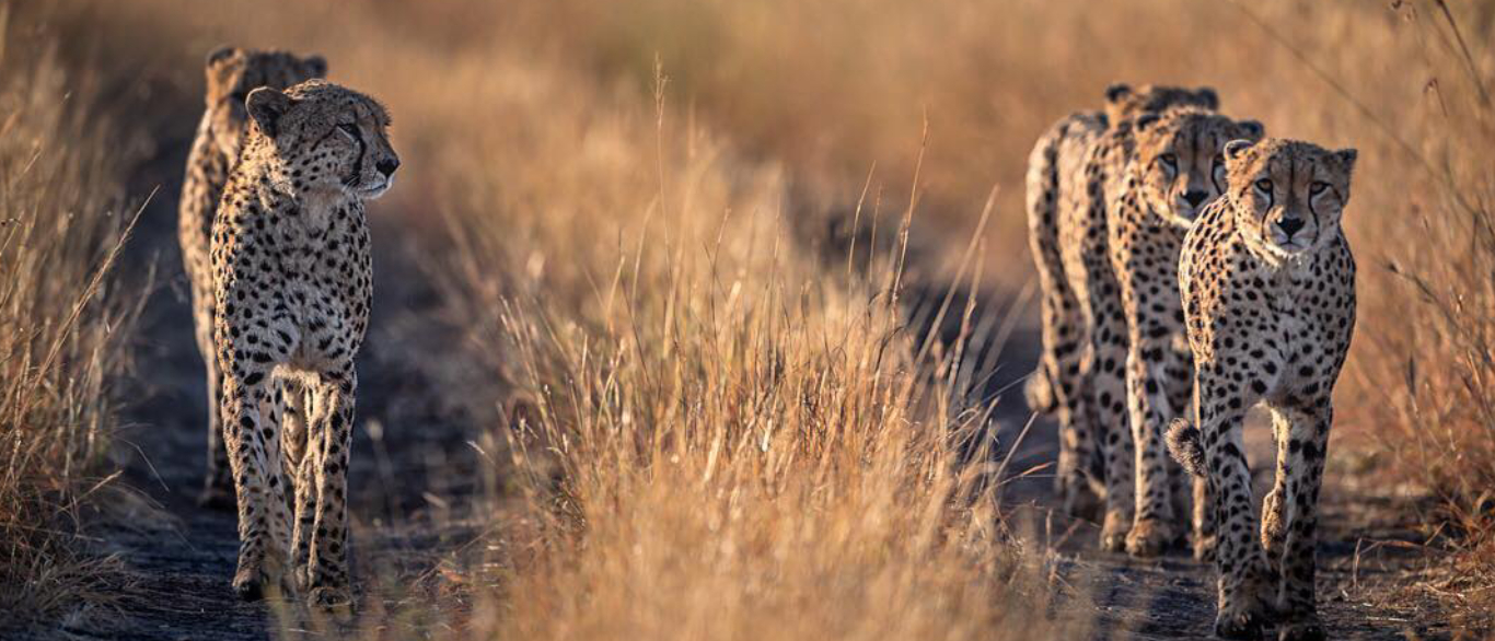 Serengeti Banner