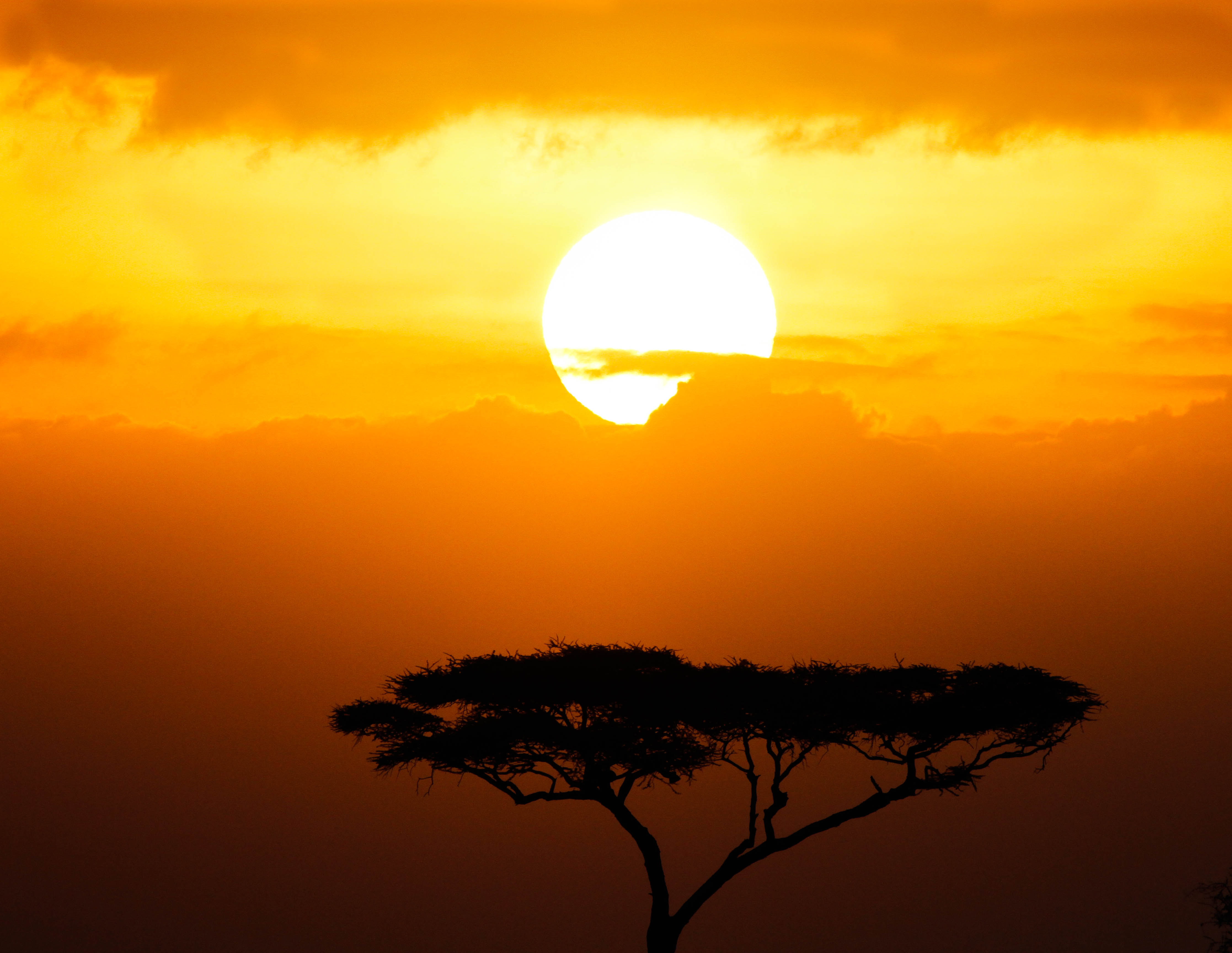 Safari Image