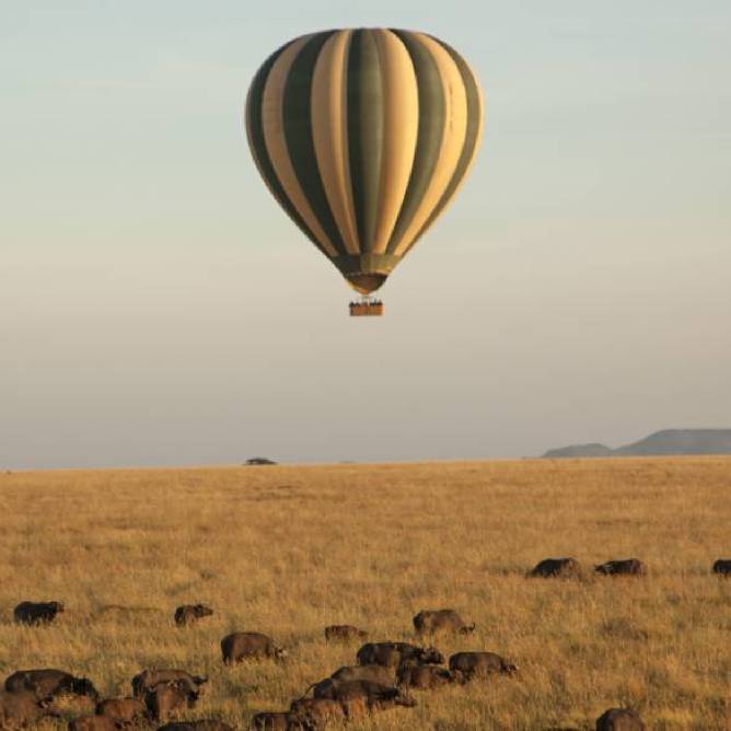 Safari Image