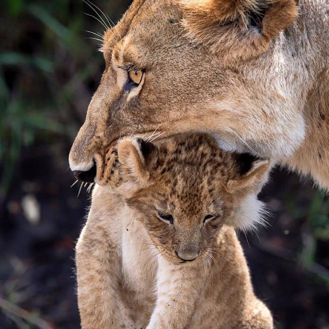 Safari Image